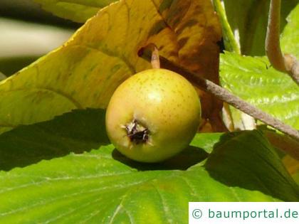 echte Mehlbeere (Sorbus aria) Frucht / Apfel