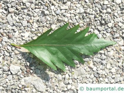 Eichenblatt-Buche (Fagus sylavatica 'Quercifolia') Blatt