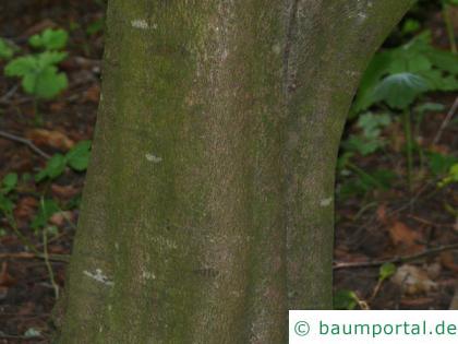 Eichenblatt-Buche (Fagus sylavatica 'Quercifolia') Stamm / Rind / Borke