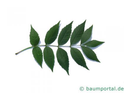 Esche (Fraxinus excelsior) Blatt
