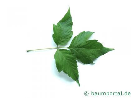 Eschen-Ahorn (Acer negundo) Blatt