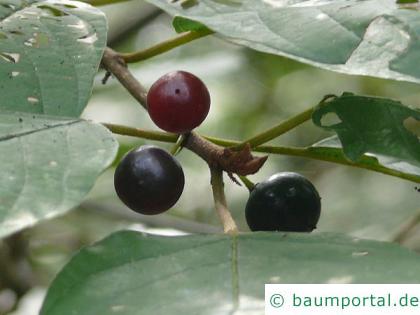 Faulbaum (Frangula alnus) schwarze Früchte im Winter