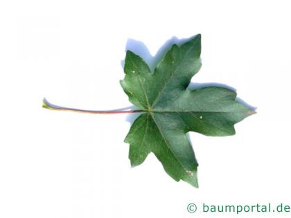 Feld-Ahorn (Acer campestre) Blatt 