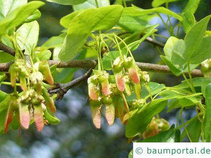 Felsen-Ahorn (Acer monspessulanum) Spaltfrucht - geflügelte Nüsschen