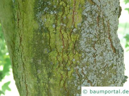 Felsen-Ahorn (Acer monspessulanum) Stamm / Rinde / Borke