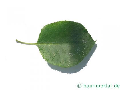 Felsen-Kirsche (Prunus mahaleb) Blatt