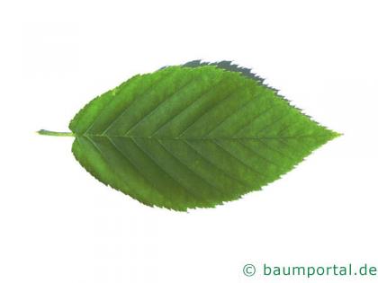 Gelb-Birke (Betula alleghaniensis) Blatt