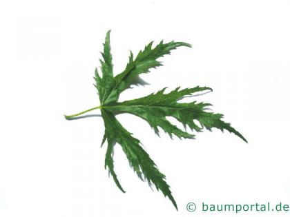 geschlitzter Spitz-Ahorn (Acer saccharinum 'Wieri') Blatt