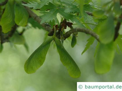 geschlitzter Spitz-Ahorn (Acer saccharinum 'Wieri') Frucht