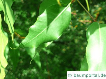 gesprenkelter Eukalyptus (Corymbia maculata) Blatt