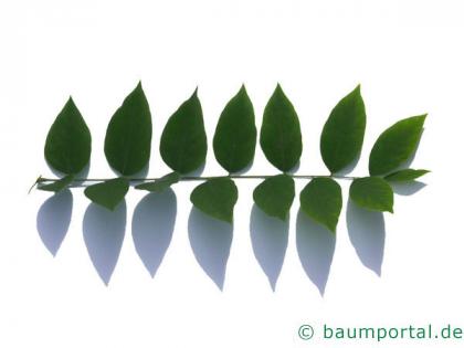 Geweihbaum (Gymnocladus dioicus) Blatt