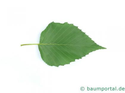 Gold-Birke (Betula ermanii) Blatt