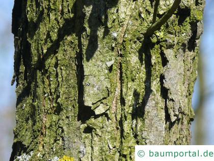 Großfruchtige Eiche (Quercus macrocarpa) Stamm / Rinde / Borke