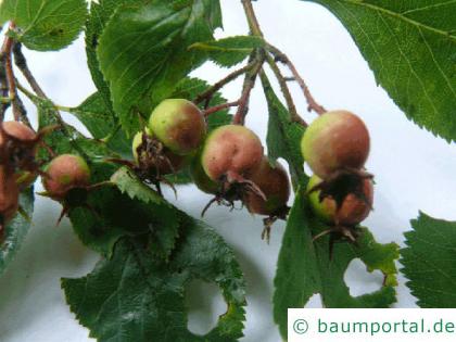 Hahnendorn (Crataegus crus-galli) Frucht