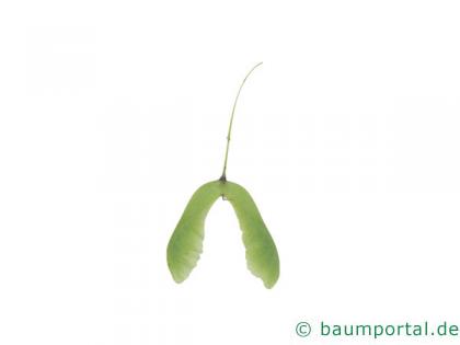 hainbuchenblättrige Ahorn (Acer carpinifolium) geflügelte Nüsschen