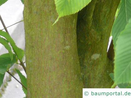 hainbuchenblättrige Ahorn (Acer carpinifolium) Stamm / Rinde / Borke