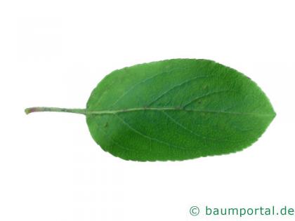 Holz-Apfel (Malus sylvestris) Blatt