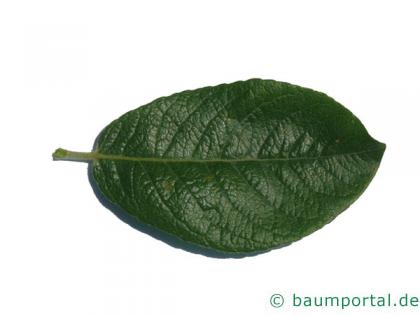 Hookers-Weide (Salix hookeriana) Blatt