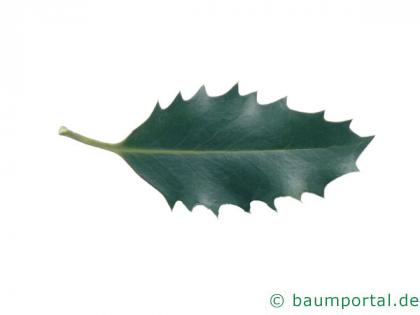 Stechpalme (Ilex aquifolium) Blatt