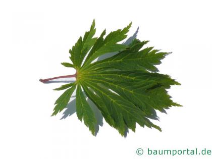 japanischer Feuer-Ahorn (Acer japonicum 'Aconitifolium') Blatt