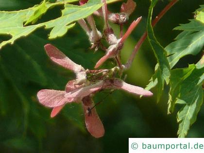 japanischer Feuer-Ahorn (Acer japonicum 'Aconitifolium') Spaltfrucht