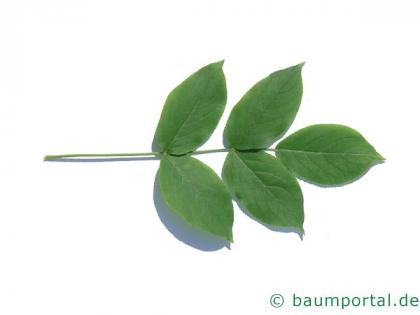 japanische Pimpernuss (Staphylea bumalda) Blatt