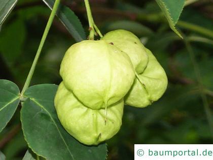 japanische Pimpernuss (Staphylea bumalda) Frucht