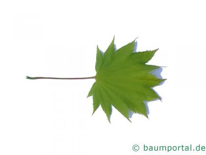 japanischer Ahorn (Acer japonicum) Blatt