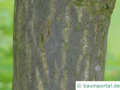 japanischer Ahorn (Acer japonicum) Stamm / Rinde / Borke