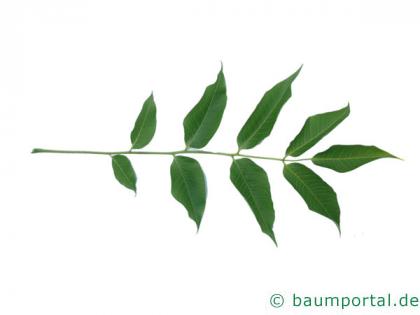 japanischer Korkbaum (Phellodendron japonicum) Blatt