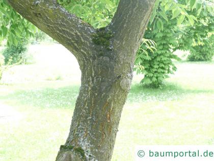 japanischer Korkbaum (Phellodendron japonicum) Stamm / Rinde / Borke