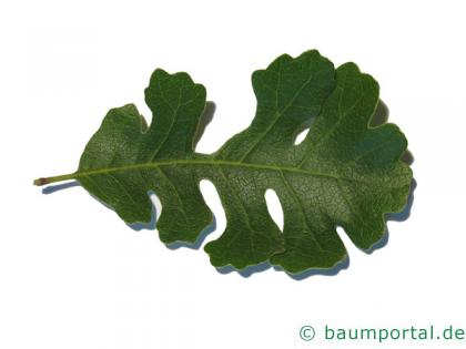 Kalifornische Eiche (Quercus lobata) Blatt Kalifornische Eiche (Quercus lobata) Blatt