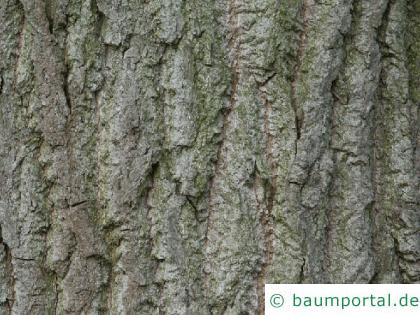 kanadische Pappel (Populus canadensis) Stamm / Rinde / Borke