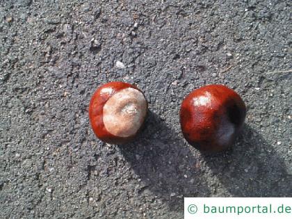 Kastanie (Aesculus hippocastanum) Frucht