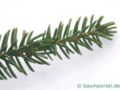 Kaukasus Fichte (Picea orientalis) Nadelstellung