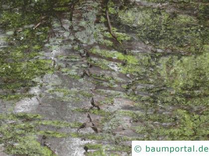 Kirsche (Prunus avium) Stamm / Borke / Rinde