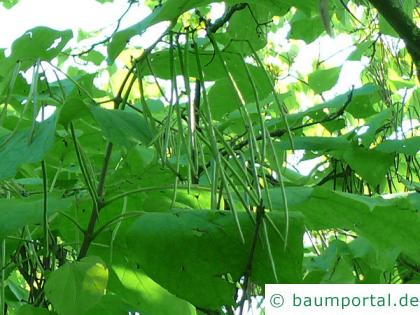 kleinblütiger Trompetenbaum (Catalpa ovata) Fruchtkapseln - Schoten