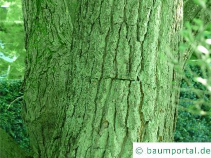 kleinblütiger Trompetenbaum (Catalpa ovata) Stamm / Rinde / Borke
