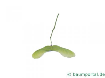kolchischer Ahorn (Acer cappadocicum) Frucht (Spaltfrucht)
