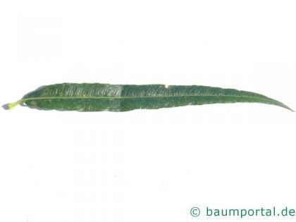 Korb-Weide (Salix viminalis) Blatt
