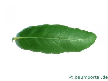 Kork-Eiche (Quercus suber) Blatt