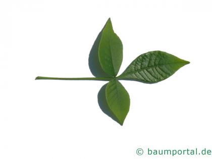 Lederstrauch (Ptelea trifoliata) Blatt