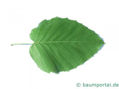 lindenblättrige Birke (Betula maximowicziana) Blatt