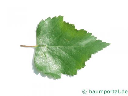 Moor-Birke (Betula pubescens) Blatt