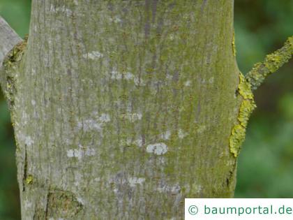 Oregon-Ahorn (Acer macrophyllum) trunk / bark