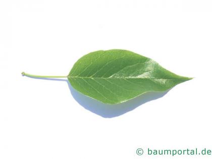 Osagedorn (Maclura pomifera) Blatt