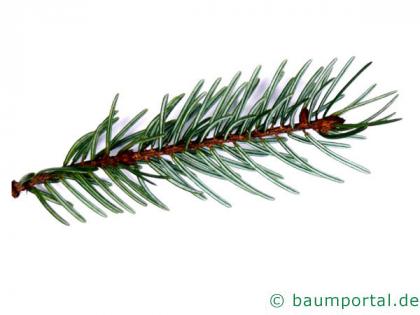 Picea Omorika / serbische Fichte (Picea omorika) Nadeln