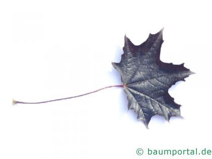 rotblättriger Ahorn (Acer platanoides 'Faassen's Black') Blatt