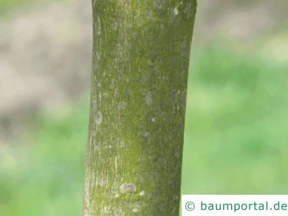 rotblättrigen Ahorn (Acer platanoides 'Faassen's Black') Stamm