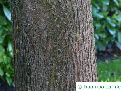 rotblättriger Catalpa (Catalpa erubescens 'Purpurea') Stamm / Rinde / Borke
